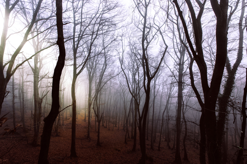 Misty And Mysterious Forest Trees 800 What Shername